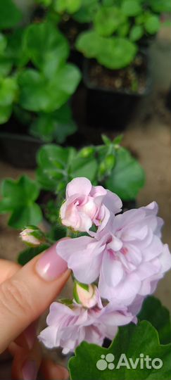 Плющелистная (ампельная) пеларгония. Шифон