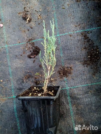 Укорененные черенки туи, можжевельник