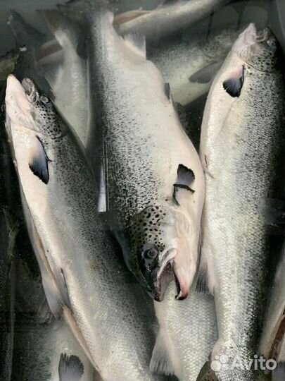 Рыба семга охл