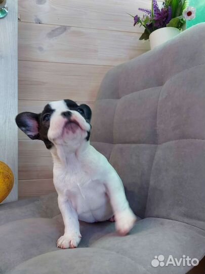 Французский бульдог мини
