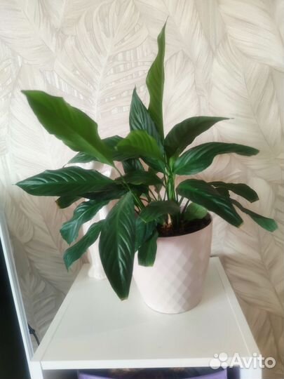 Спатифиллум