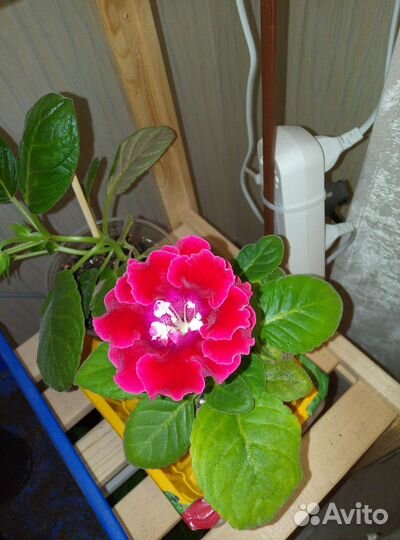 Глоксиния (махровая)