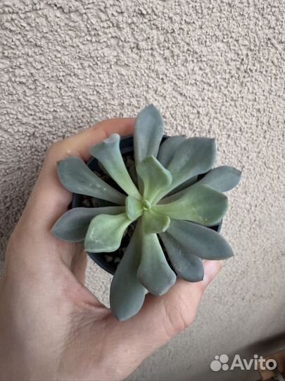 Суккулент Graptoveria 'Topsy Debbie'