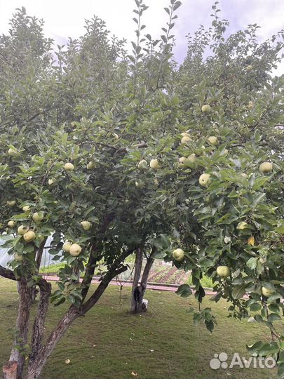 Сок яблочный