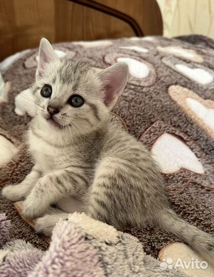 Серые котята. Забронированы