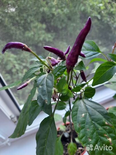 Острый перец в горшке