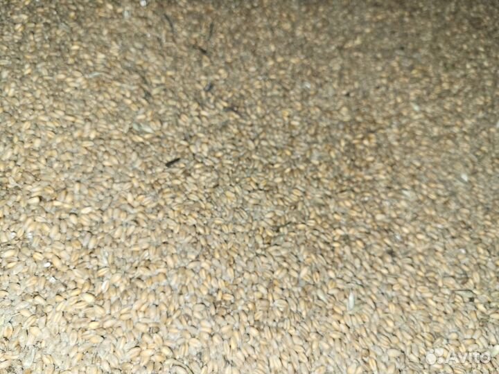 Продам пшеницу