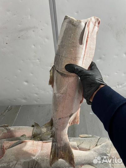 Стейки. Кижуч. Красная рыба