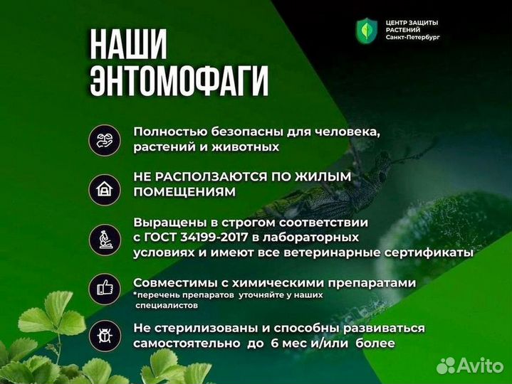 Энкарзия формоза (Encarsia formosa) от белокрылки