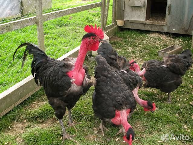 Куры голошейки