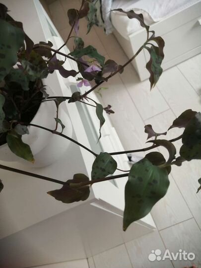 Срез традесканция тинантия прингел