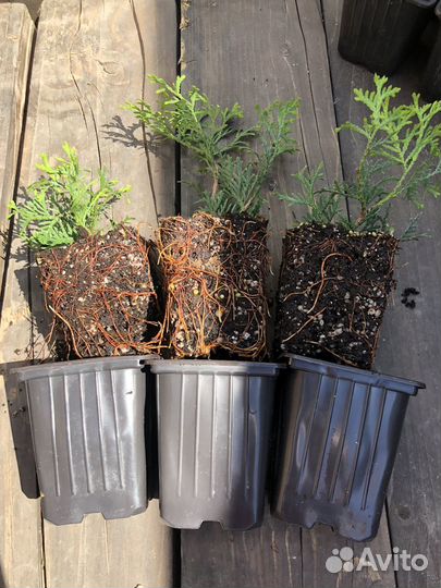 Туя смарагд саженец Р9 10 шт