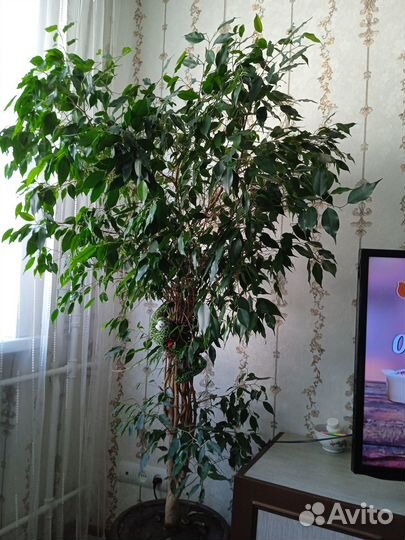 Продам фикус Бенджамин