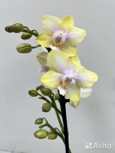 Орхидея парфюмерная