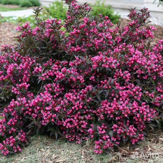 Ива разных сортов, Вейгелы. Саженцы,см. текст