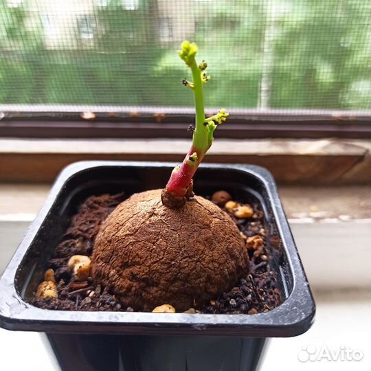 Каудексные растения - Stephania Erecta и экзотика