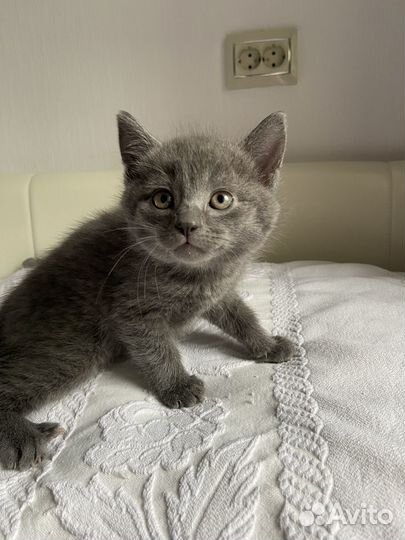 Британская