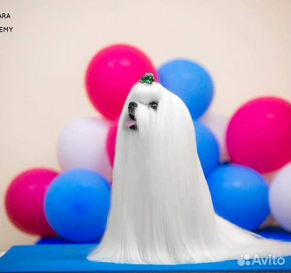 Мальтезе вязка