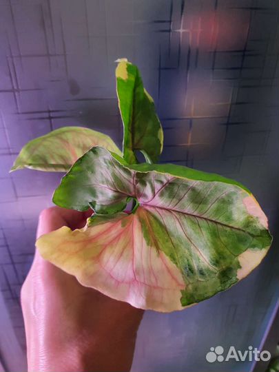 Сингониум Яичница, Клубничный лёд