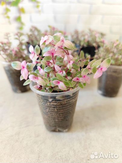 Каллизия Розовая Пантера