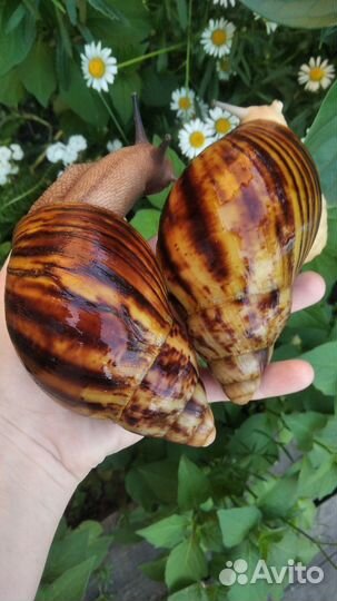 Архахатина маргината овум