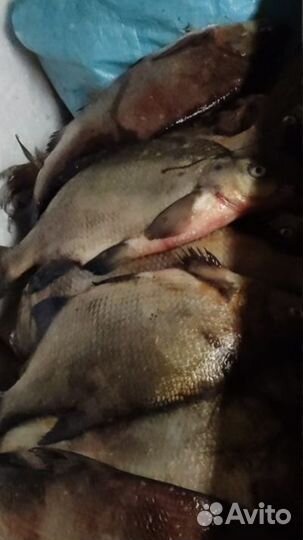 Свежая рыба