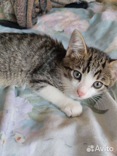 Отдам бесплатно котят