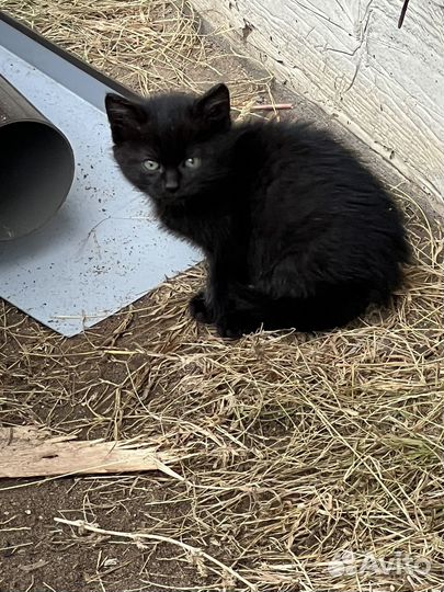 Котята в добрые руки 1 месяц