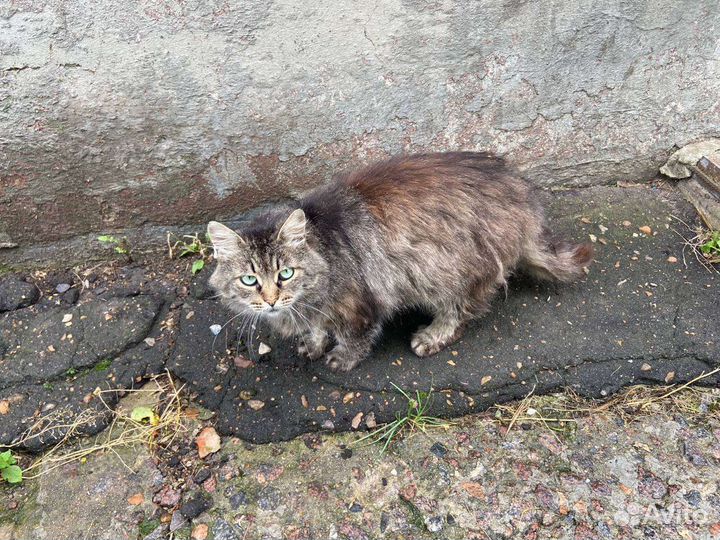 Кот молодой 3-4 года