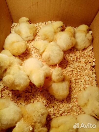 Гусята,индюшата,утята,цыплята,бройлеры