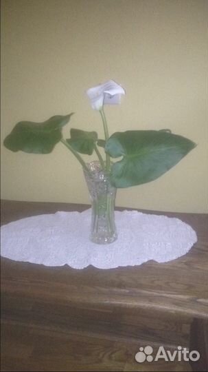 Продам каллы белые