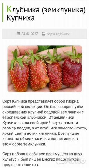 Рассада клубники