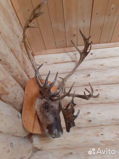 Чучело головы оленя