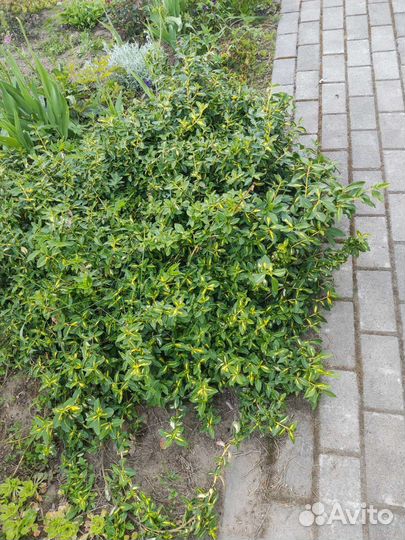 Бересклет форчуна стелющийся