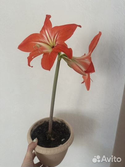 Гиппеаструм цветущий