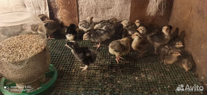 Породные цыплята Борковская Барвистая