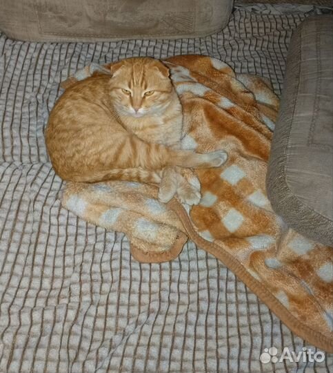 Кот