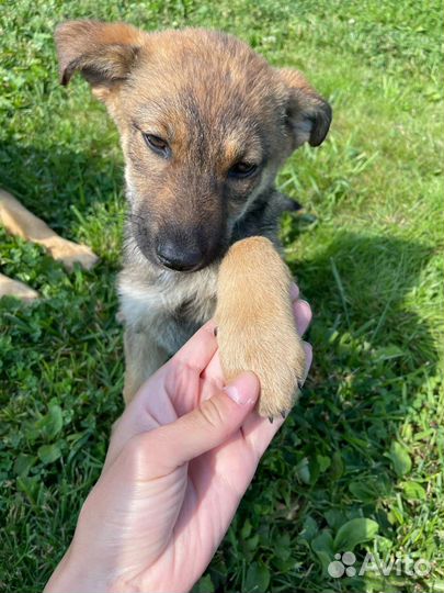 Очаровательные щенки