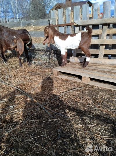 Козленок камори-нубийский