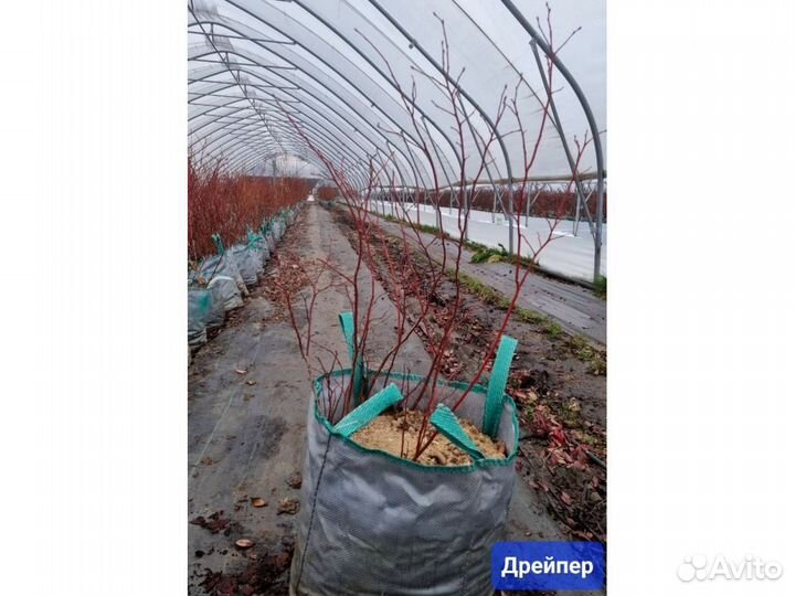 Голубика сорт Draper 5 лет