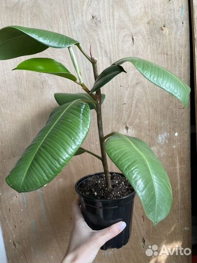 Фикус Робуста