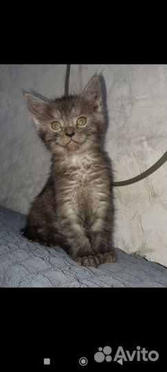 Котята мейн-кун