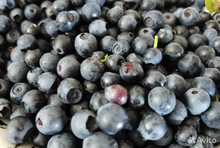 Черника свежая