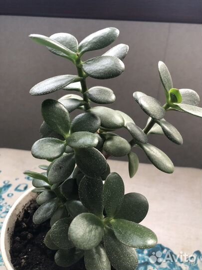 Комнатные растения цветы