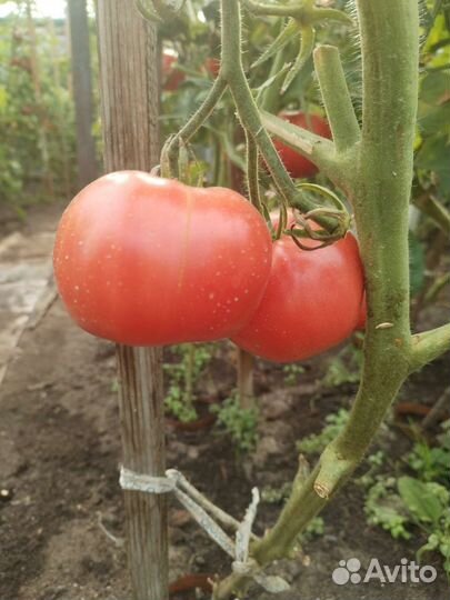 Вкусные домашние помидоры