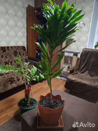 Пальма драцена