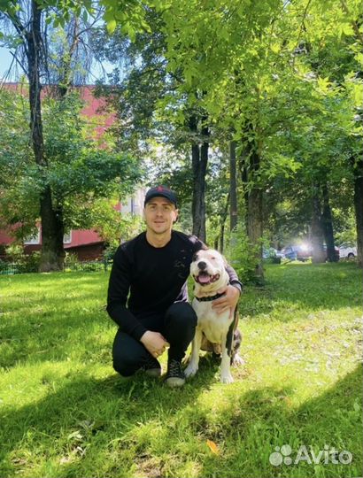 Кинолог / Дрессировка и воспитание собак