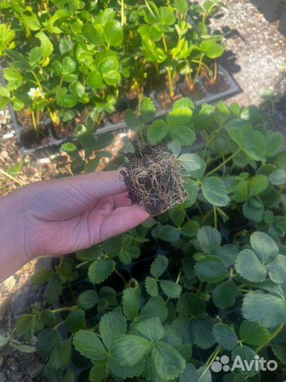 Рассада клубники