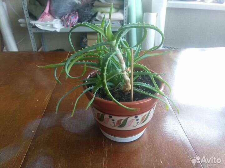 Алоэ древовидное столетник (Лечебное)