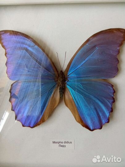 Бабочки в рамках